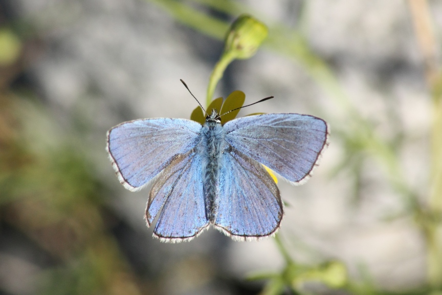 Aiuto e conferme ID